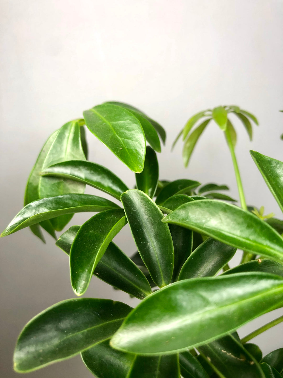 Schefflera - umbrella tree