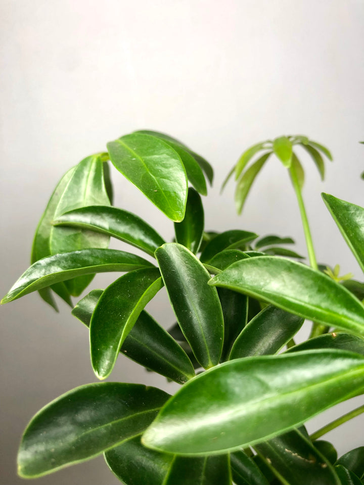 Schefflera - umbrella tree