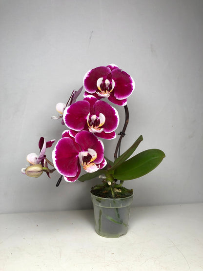 Phalaenopsis Duetto Swane mix - orchid mini