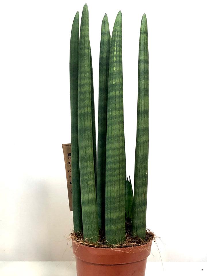 Sansevieria Straight