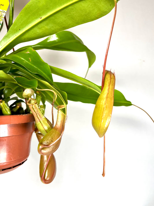 Nepenthes alata - monkey jars