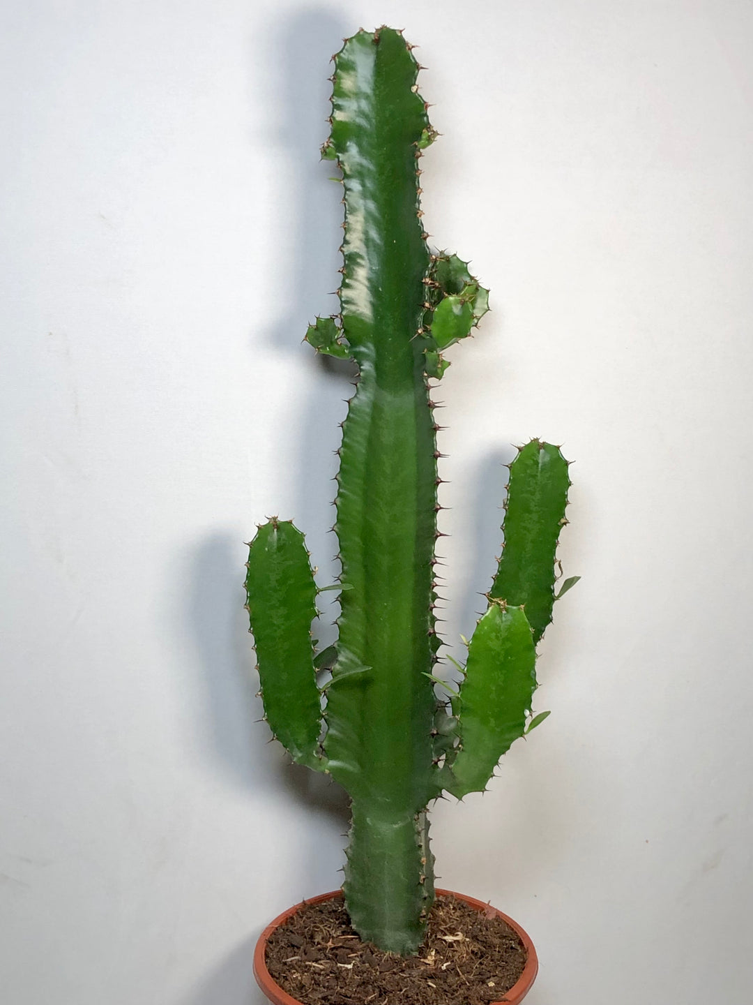 Euphorbia acrurensis – Desert Candle Cactus