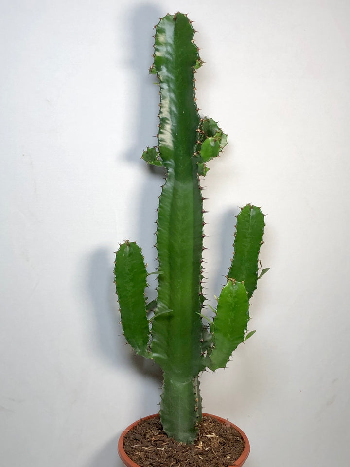 Euphorbia acrurensis – Desert Candle Cactus