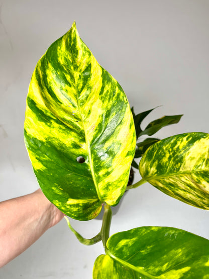 Epipremnum Pinnatum Golden Flame - Epipremnum Pinnatum Cintho Goldfinger
