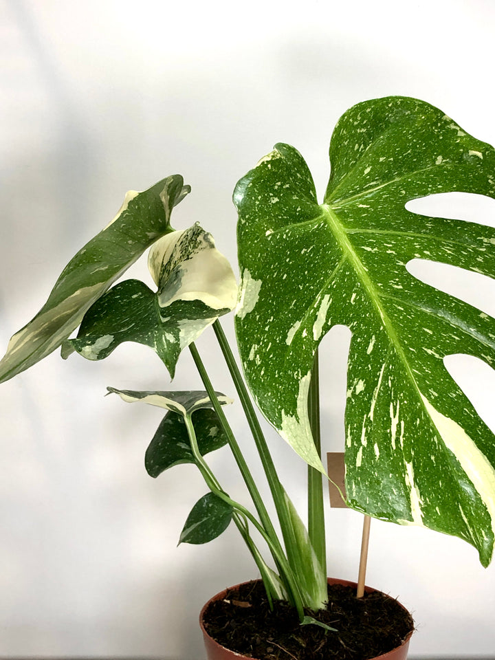 Monstera Thai Constellation