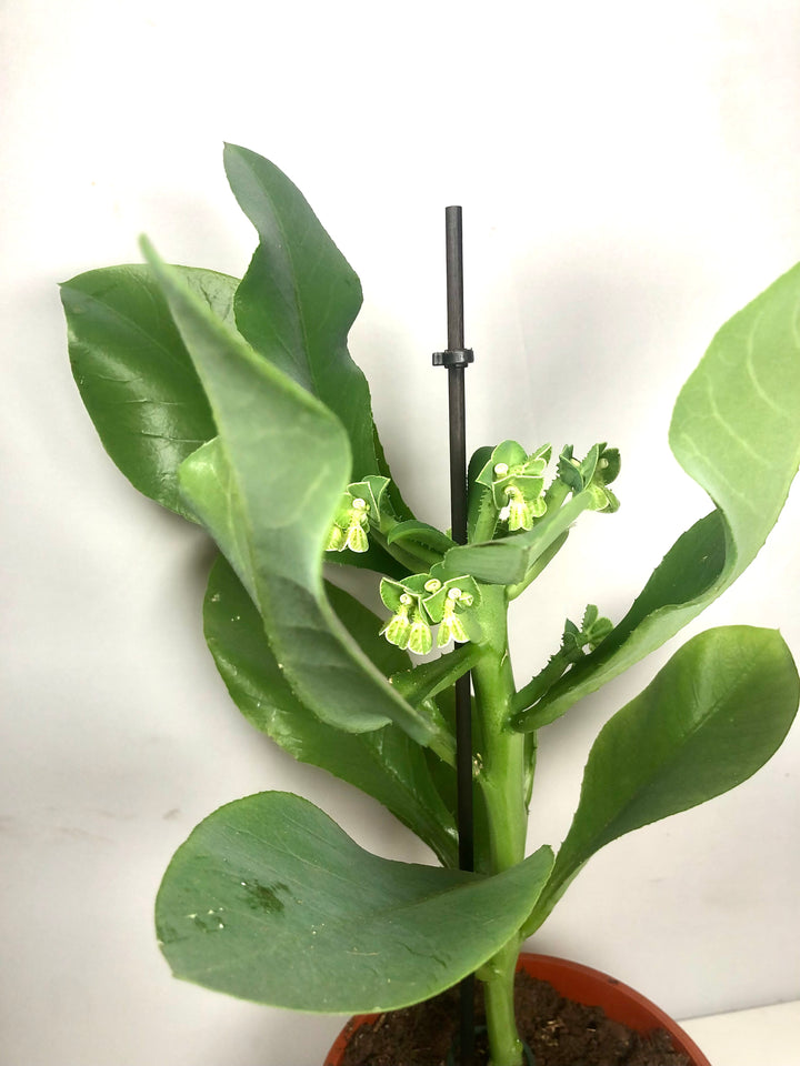 Euphorbia Sp. ( Euphorbia neococcinea, monadenium coccineum)
