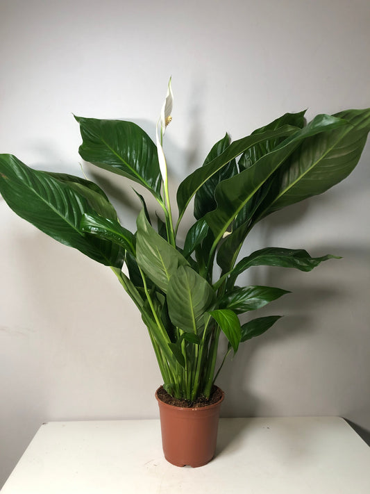 Spathiphyllum Sweet  Silvio - peace lilly