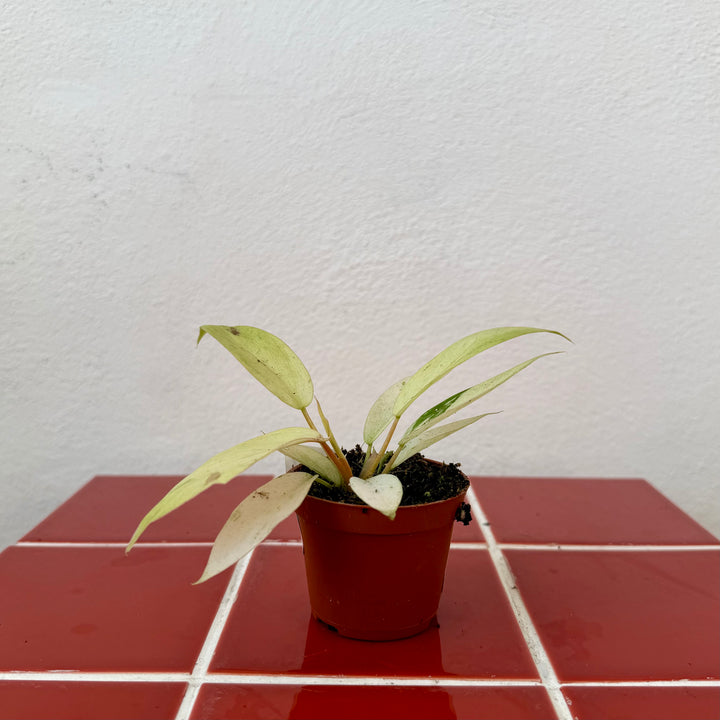 Philodendron ‘Snowdrift’