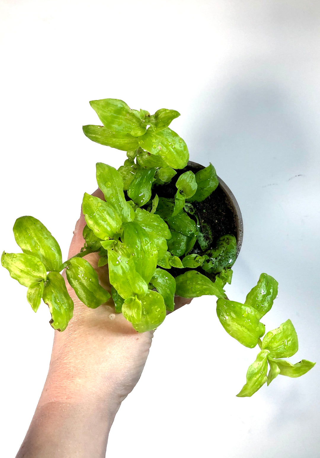 Callisia Repens Aurea