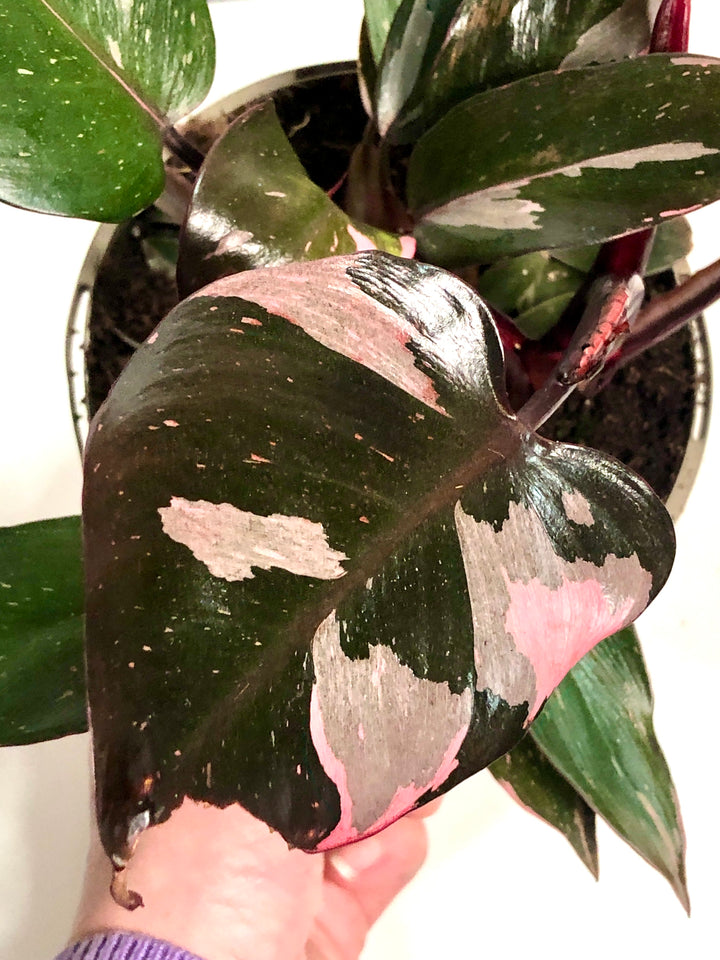 Philodendron Pink Princess