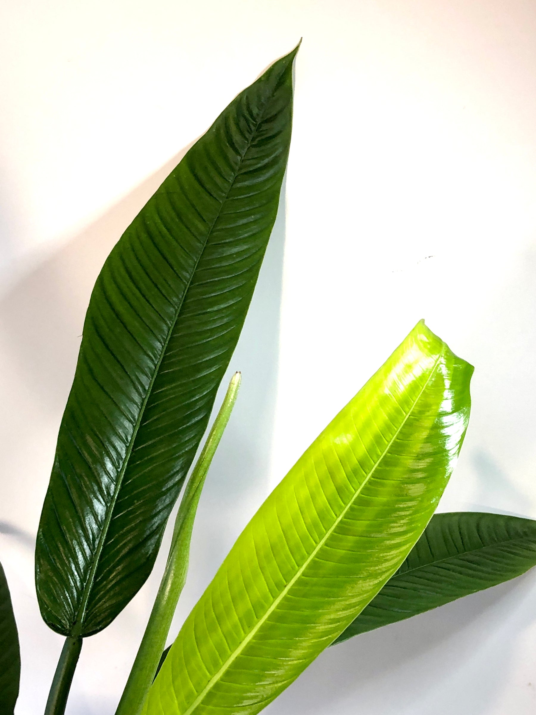 campii philodendron Philodendron Campii – Plant Studio