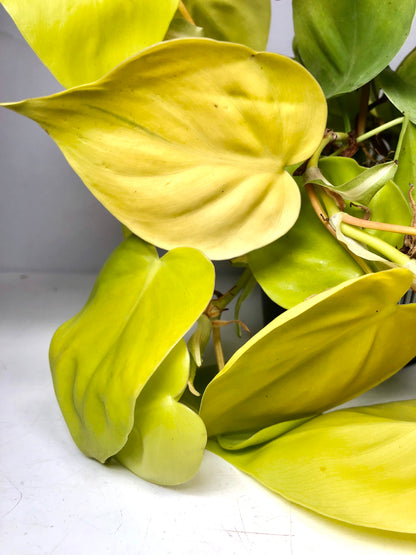 Philodendron scandens 'Lime'