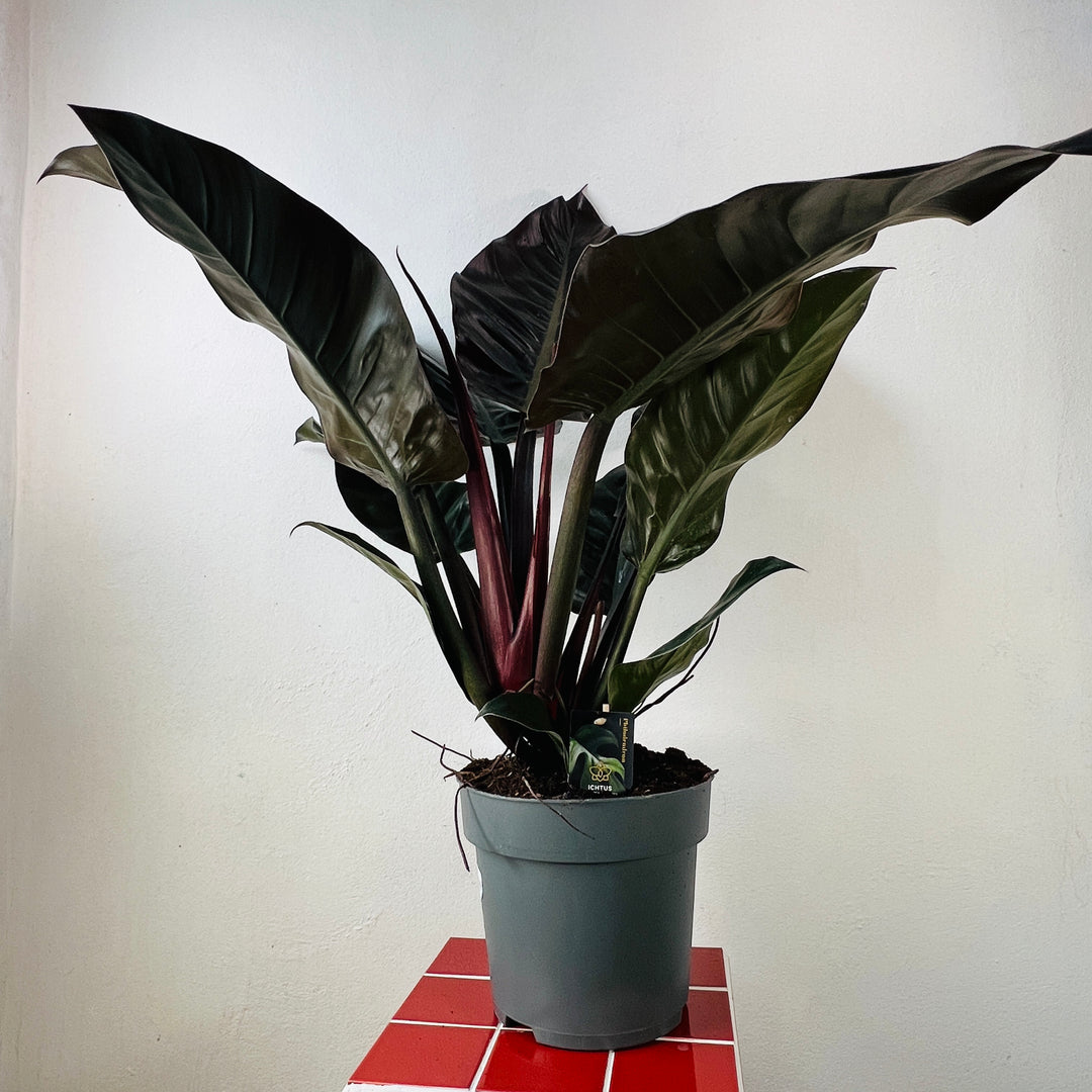 Philodendron Imperial Red – Plant Studio