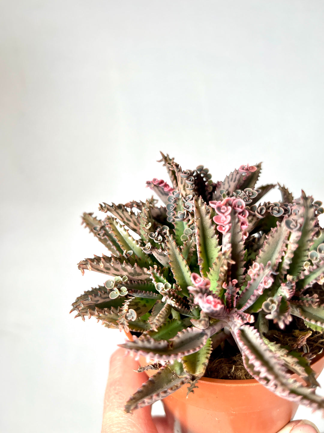 Kalanchoe Daigremontiana