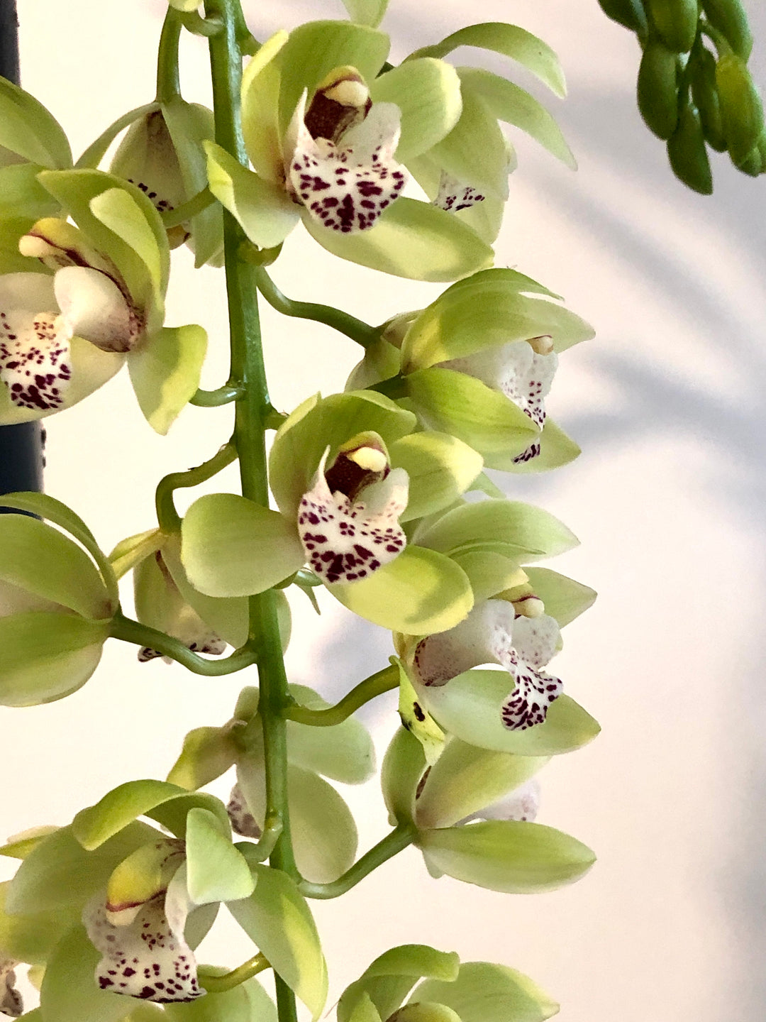 Cymbidium - boat orchid