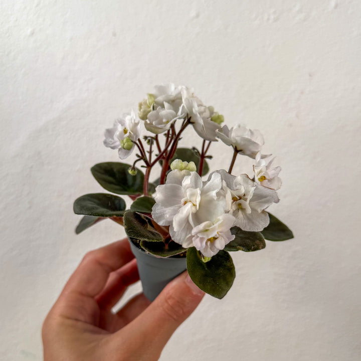 Saintpaulia – White Mini African Violet