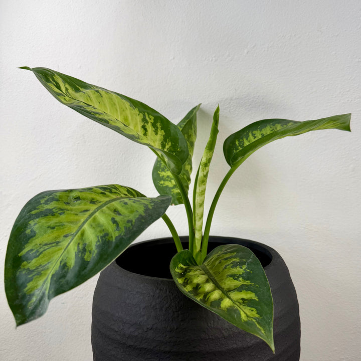 Handmade Black Ribbed Pot – 25 cm
