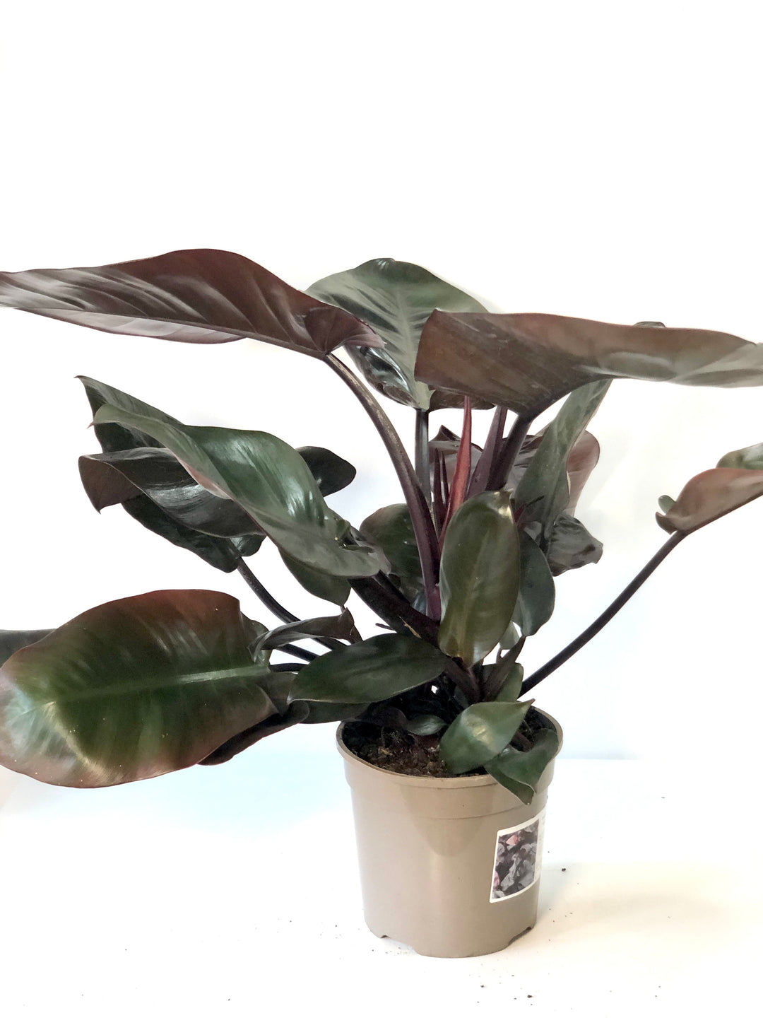 philodendron black cardinal uk Philodendron Black Cardinal – Plant Studio