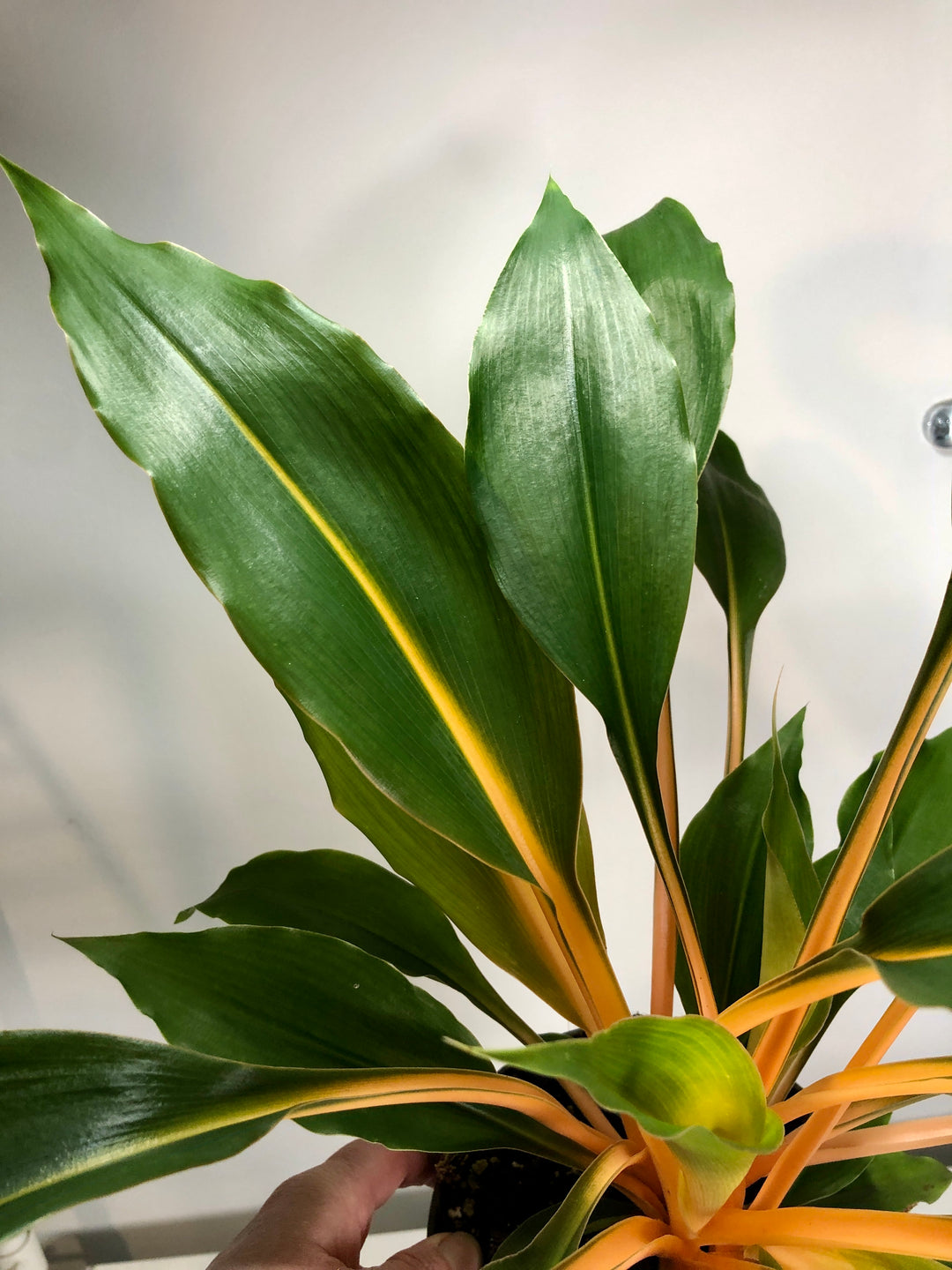 Chlorophytum Orchidastrum Green Orange - Spider plant