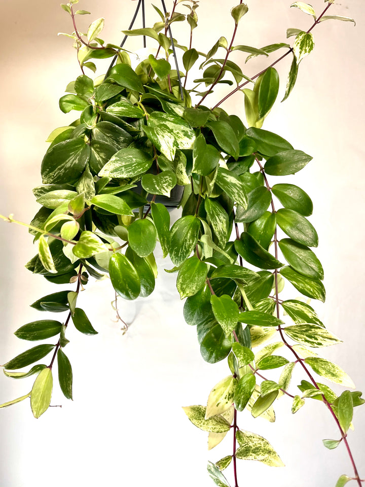 Aeschynanthus Lobbianus Variegatus -Varigated Lipstick plant