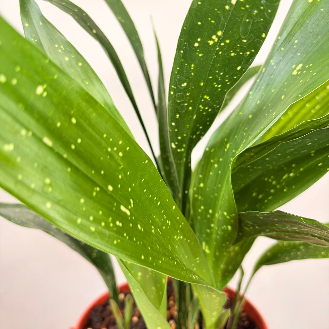 Aspidistra elatior 'Milky Way' - Milky Way Cast Iron Plant