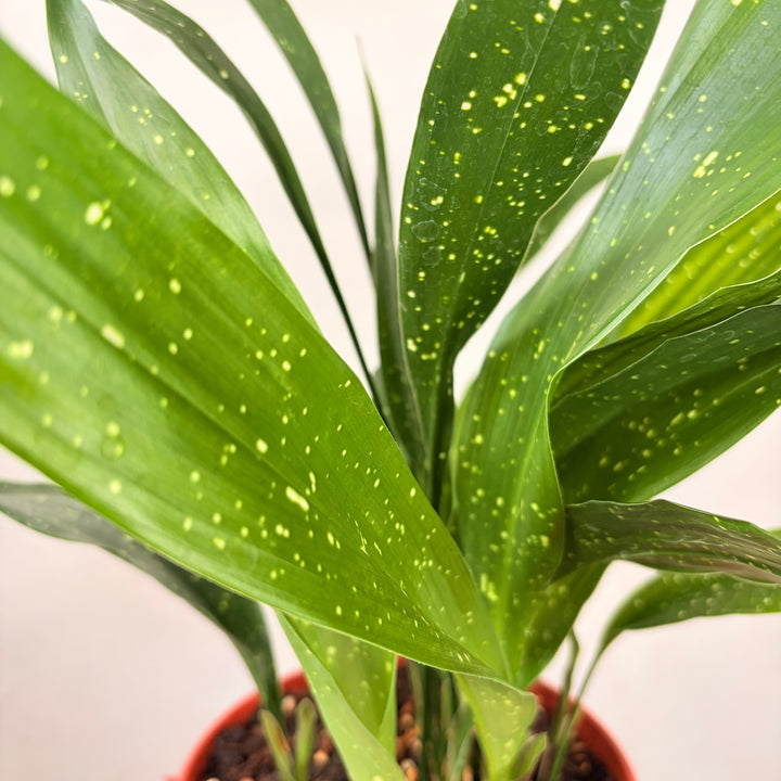 Aspidistra elatior 'Milky Way' - Milky Way Cast Iron Plant