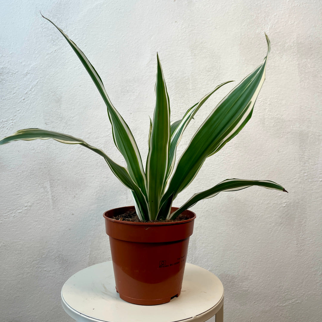 Dracaena deremensis 'White Stripe'