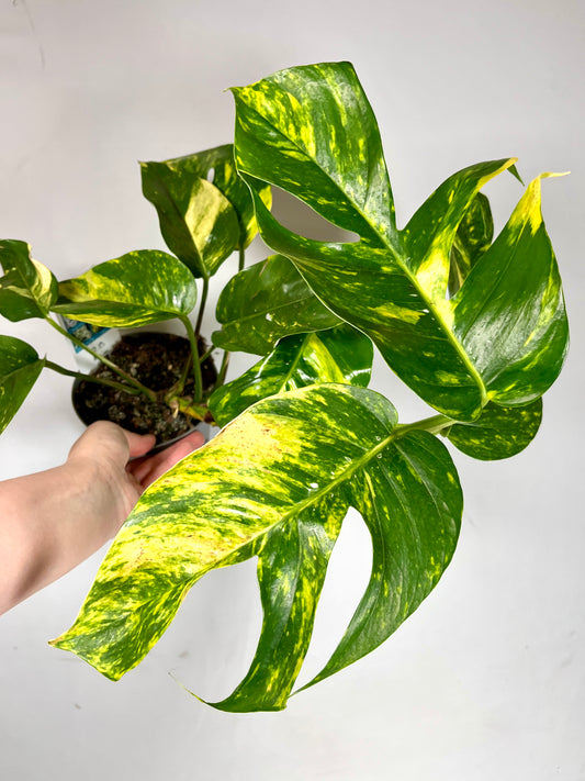 Epipremnum Pinnatum Golden Flame - Epipremnum Pinnatum Cintho Goldfinger