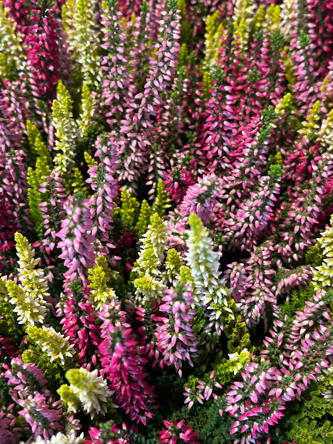 Calluna Beuty Lady - common heather