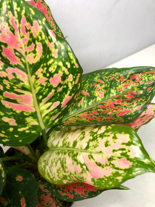 Aglaonema Crimson Love