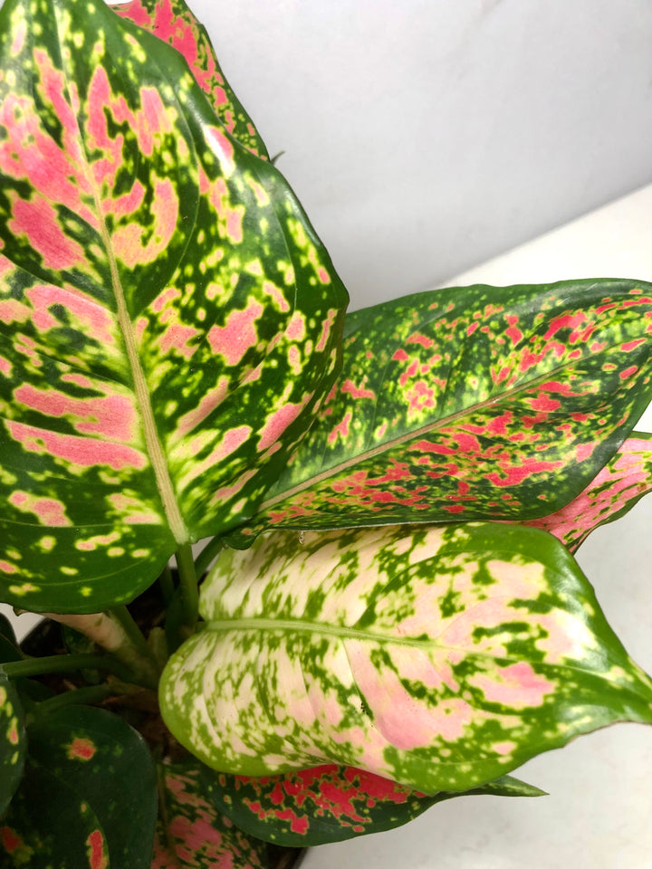 Aglaonema Crimson Love