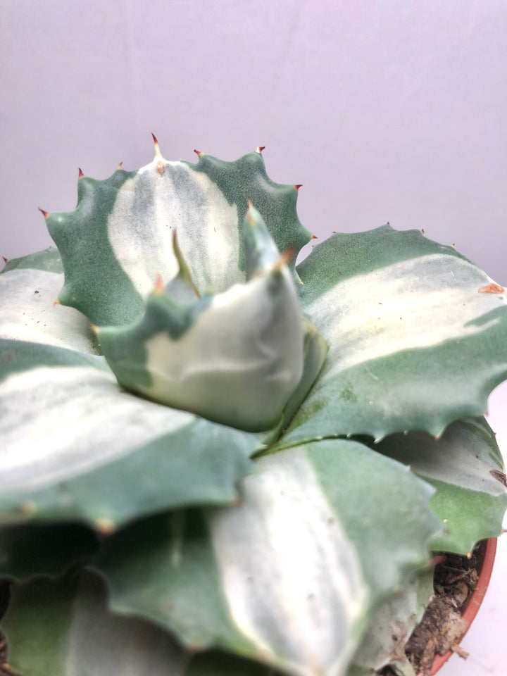 Agave potatorum ouhi-raijin variegata