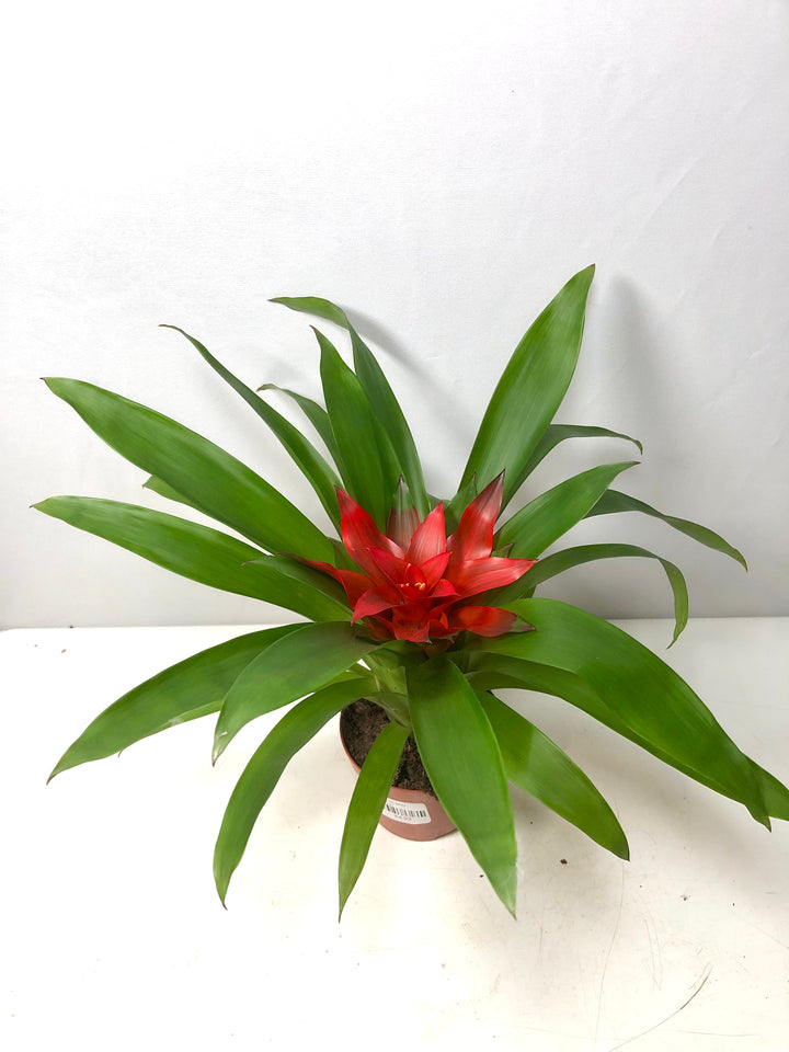 Guzmania Blitz