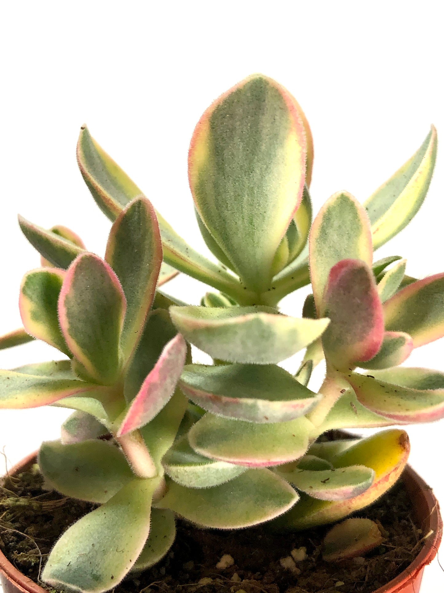 Crassula Moneymaker Varigata