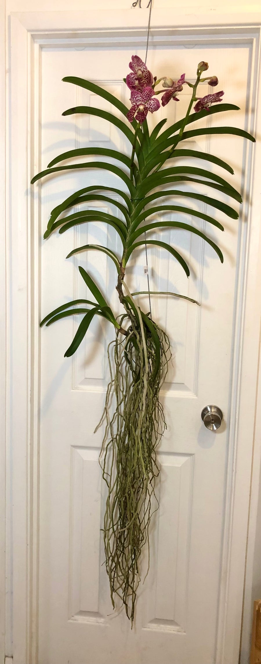 vanda orchid potting mix Vanda Orchid – Plant Studio