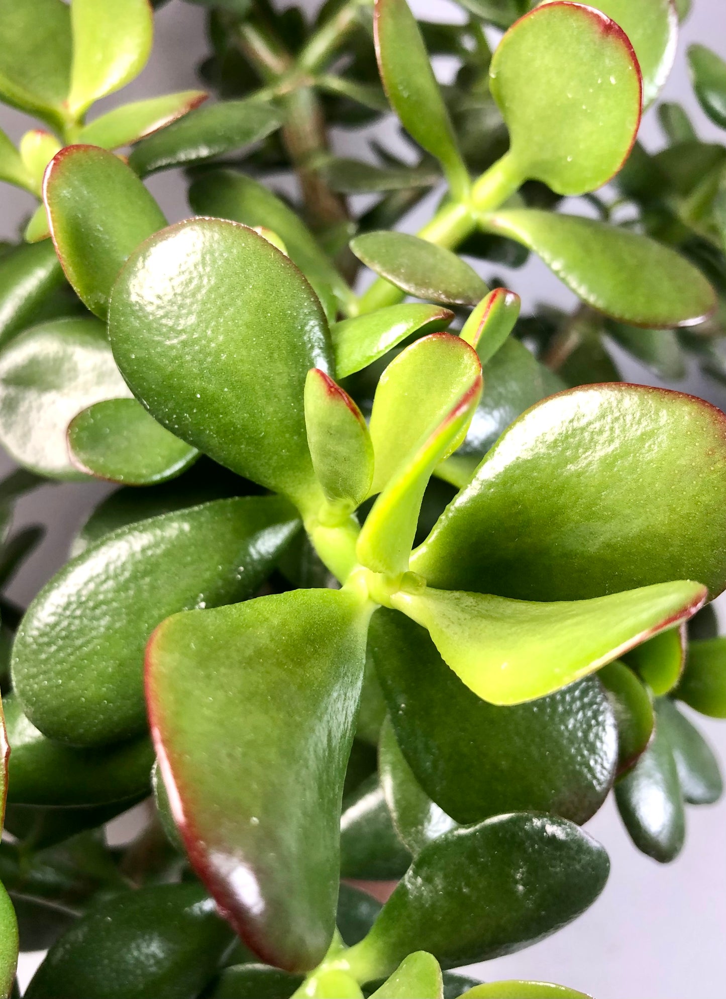 Crassula ovata - jade plant - money tree