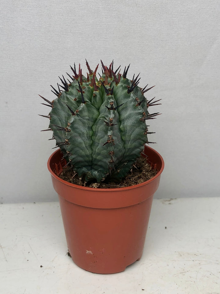 Euphorbia Horrida