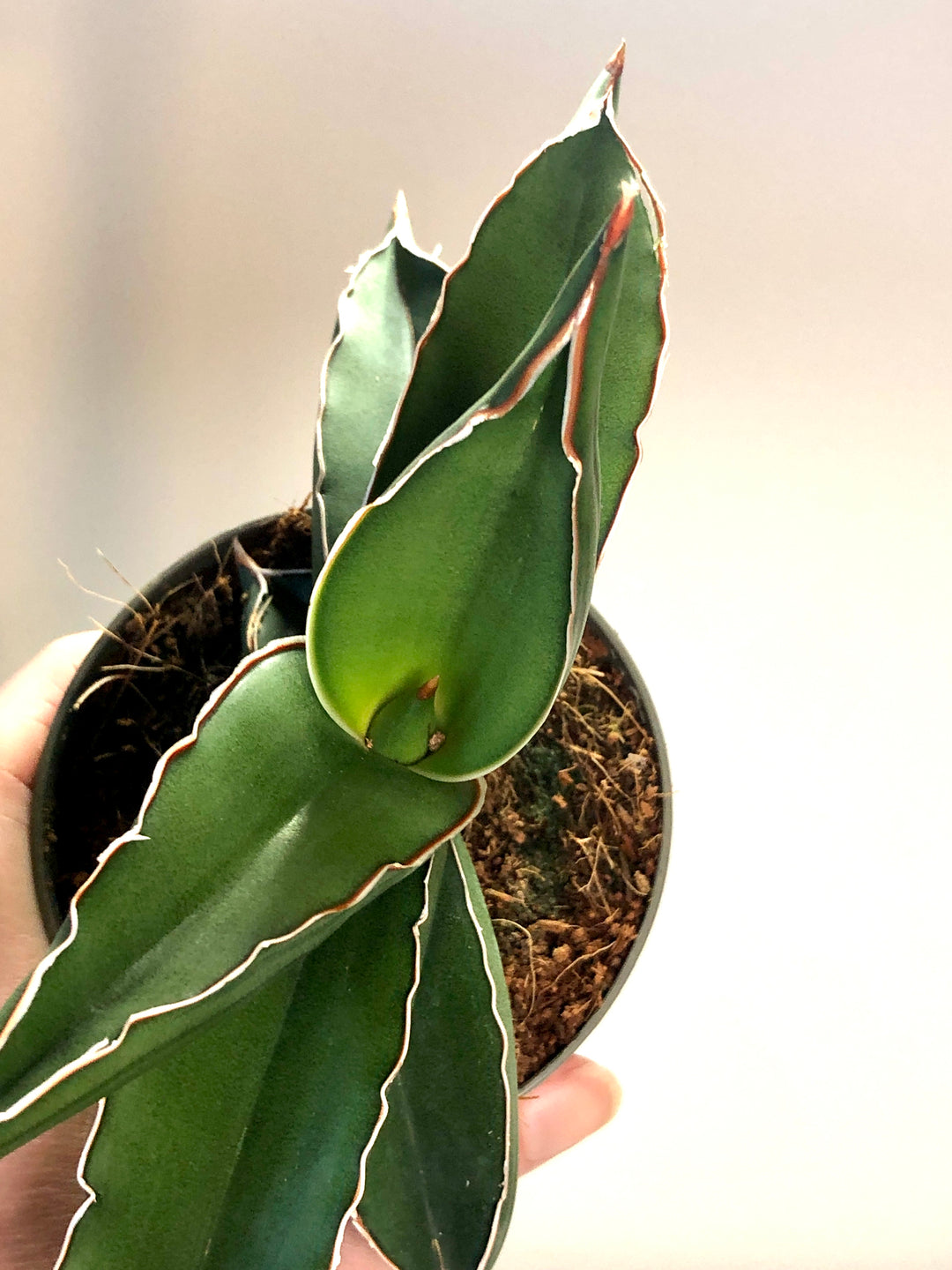 Sansevieria Samurai