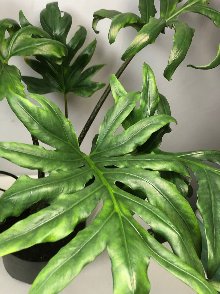 Alocasia brancifolia - Serpent's Tail