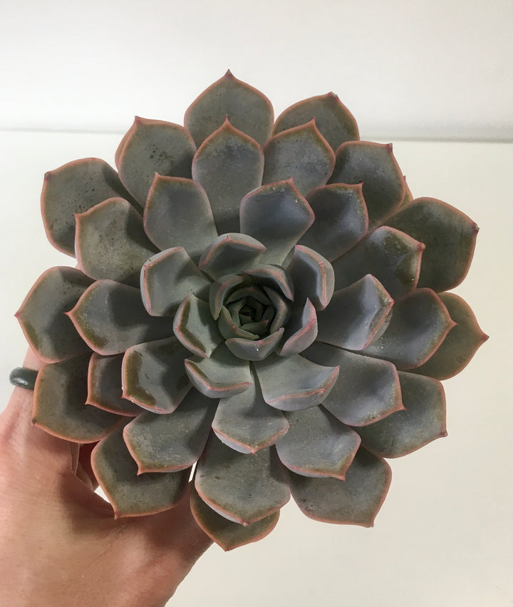 Echeveria Menina
