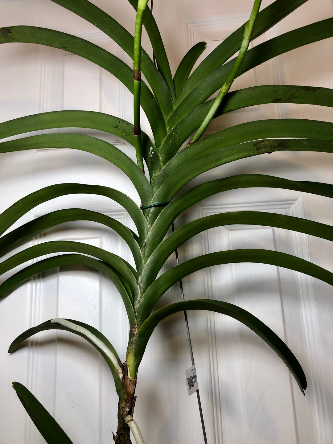 Vanda Orchid