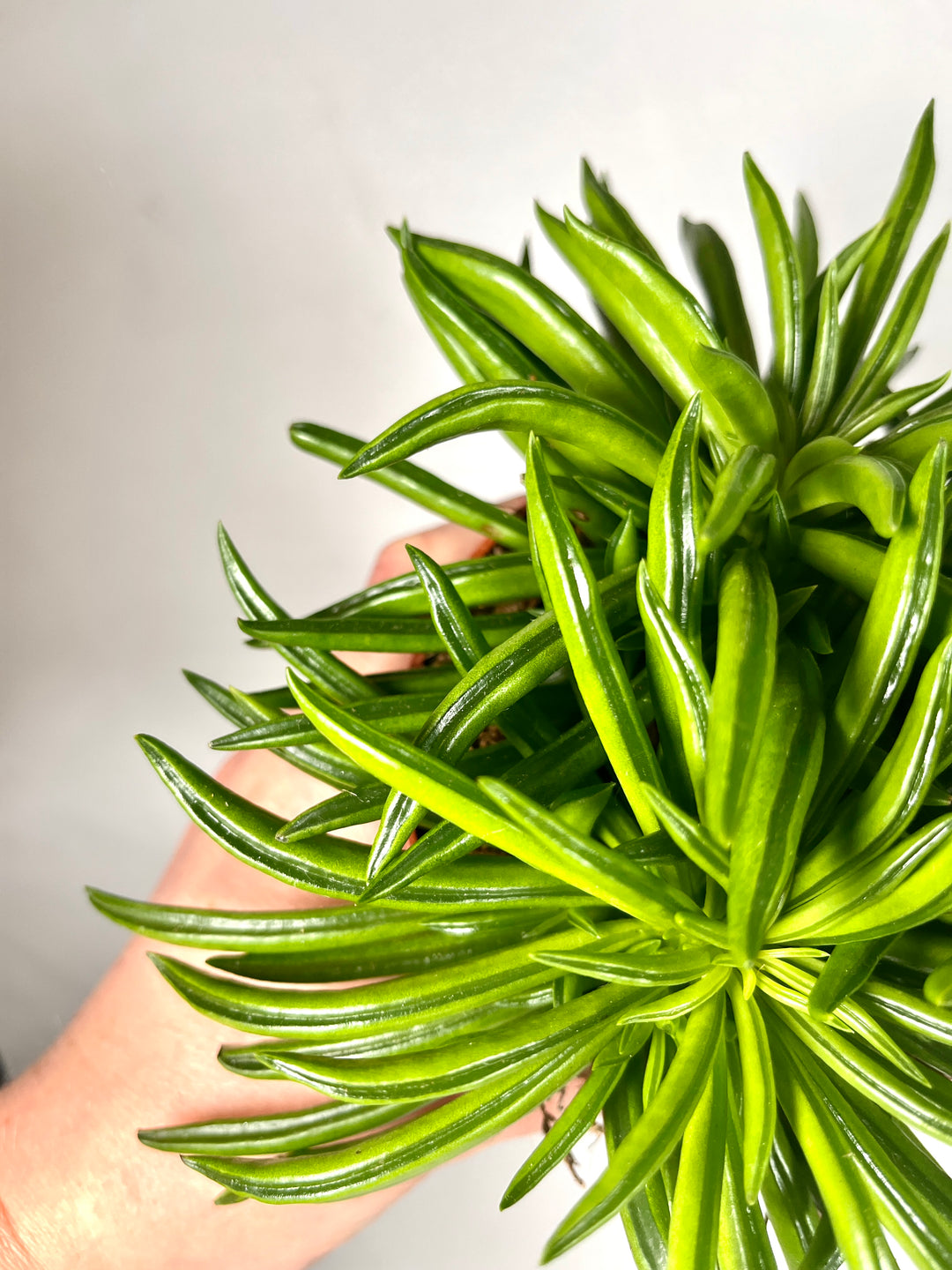 Peperomia Happy-bean