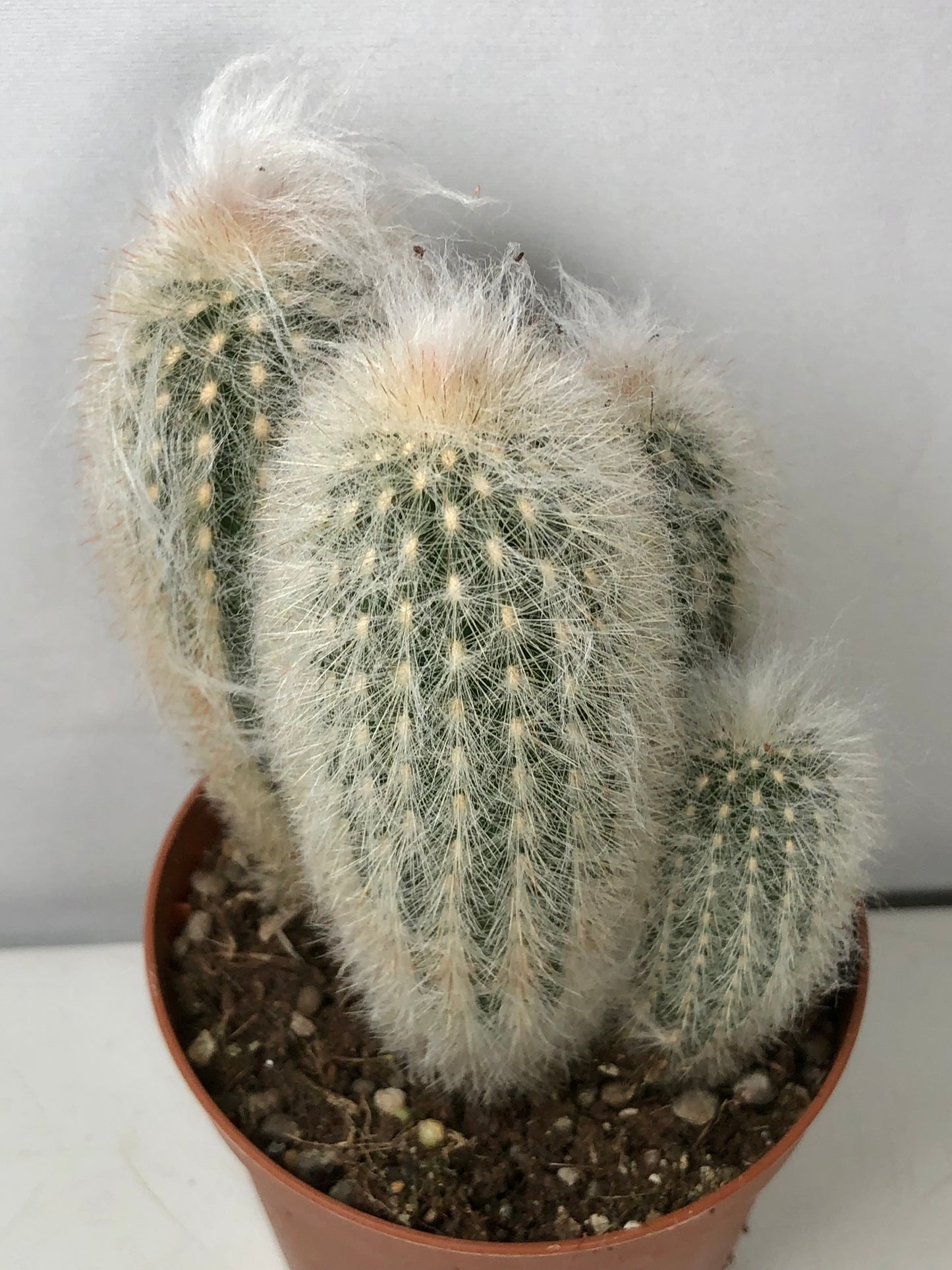 Espostoa Lanata - Old man Cactus