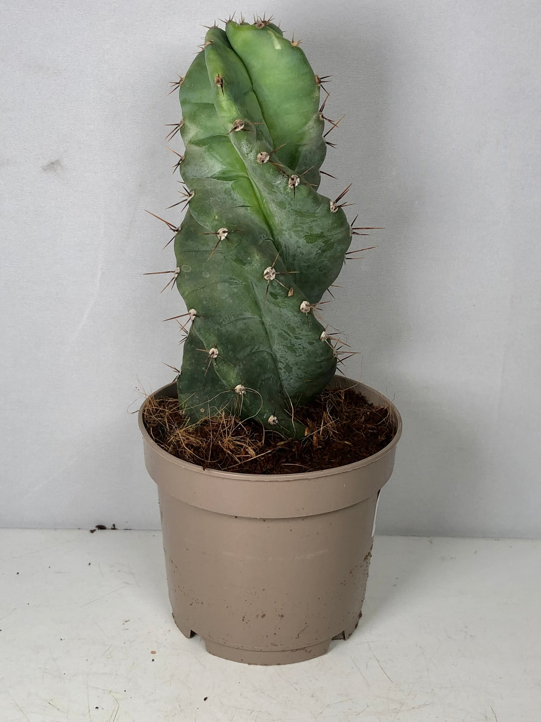 Cereus Forbesii Spirals - Twisted Cereus