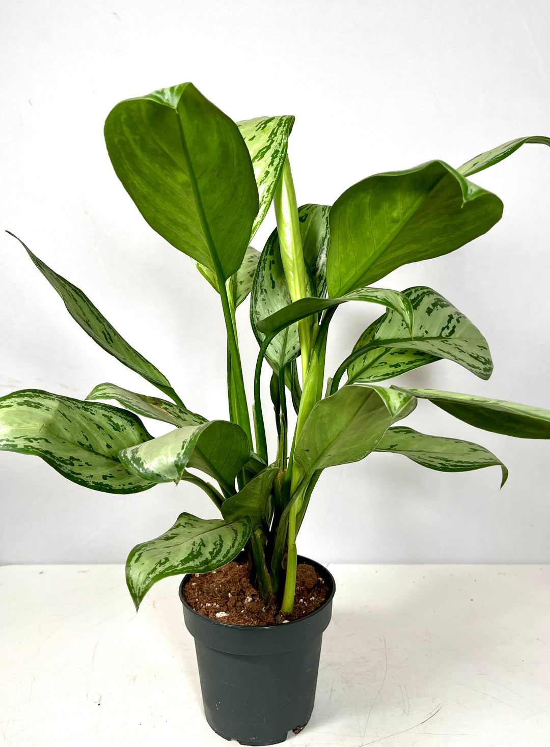 Aglaonema Maria Christina