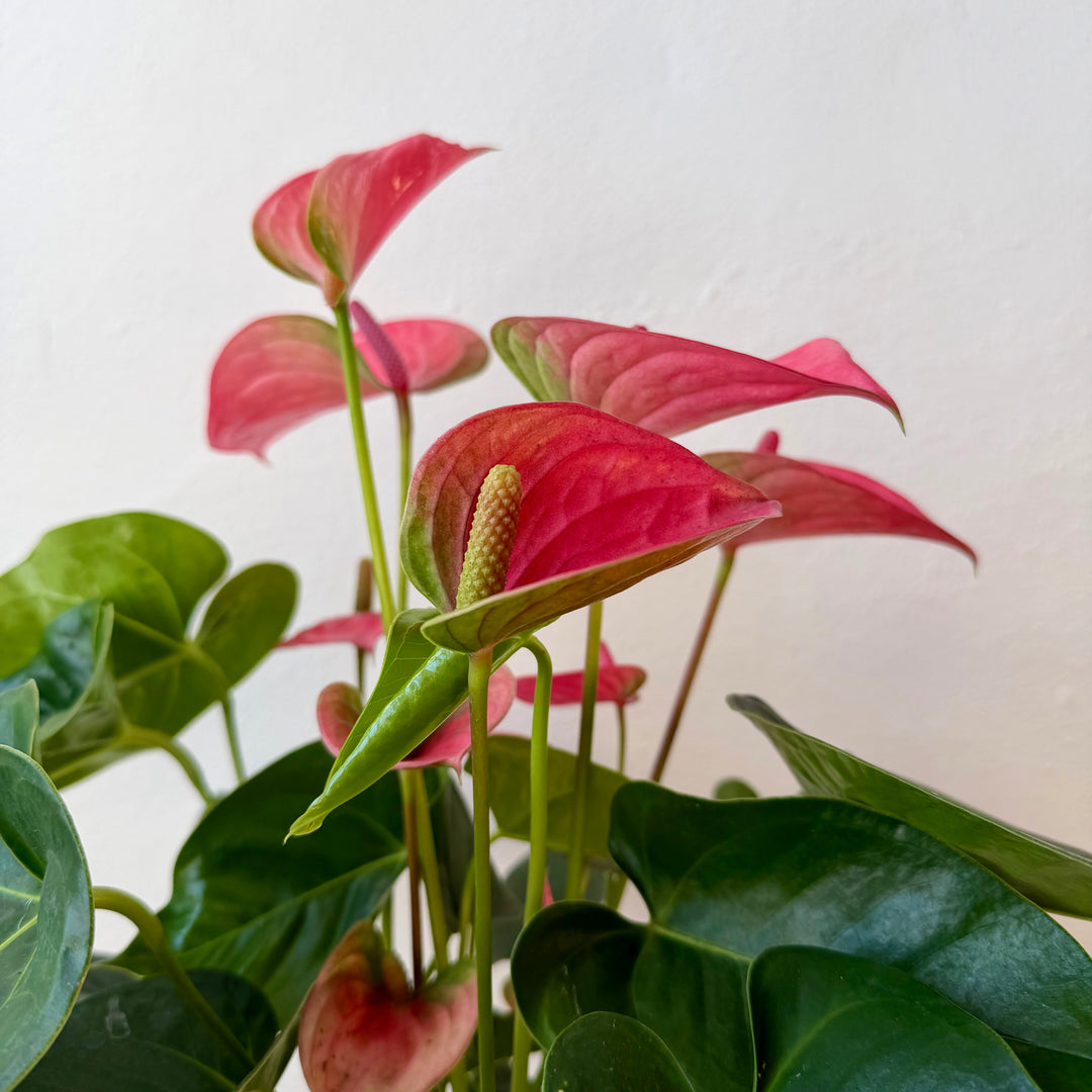 Anthurium Andreanum Pink Champion