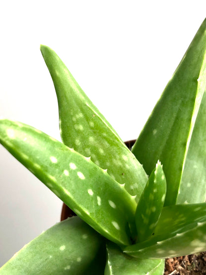 Aloe Vera barbadensis miller