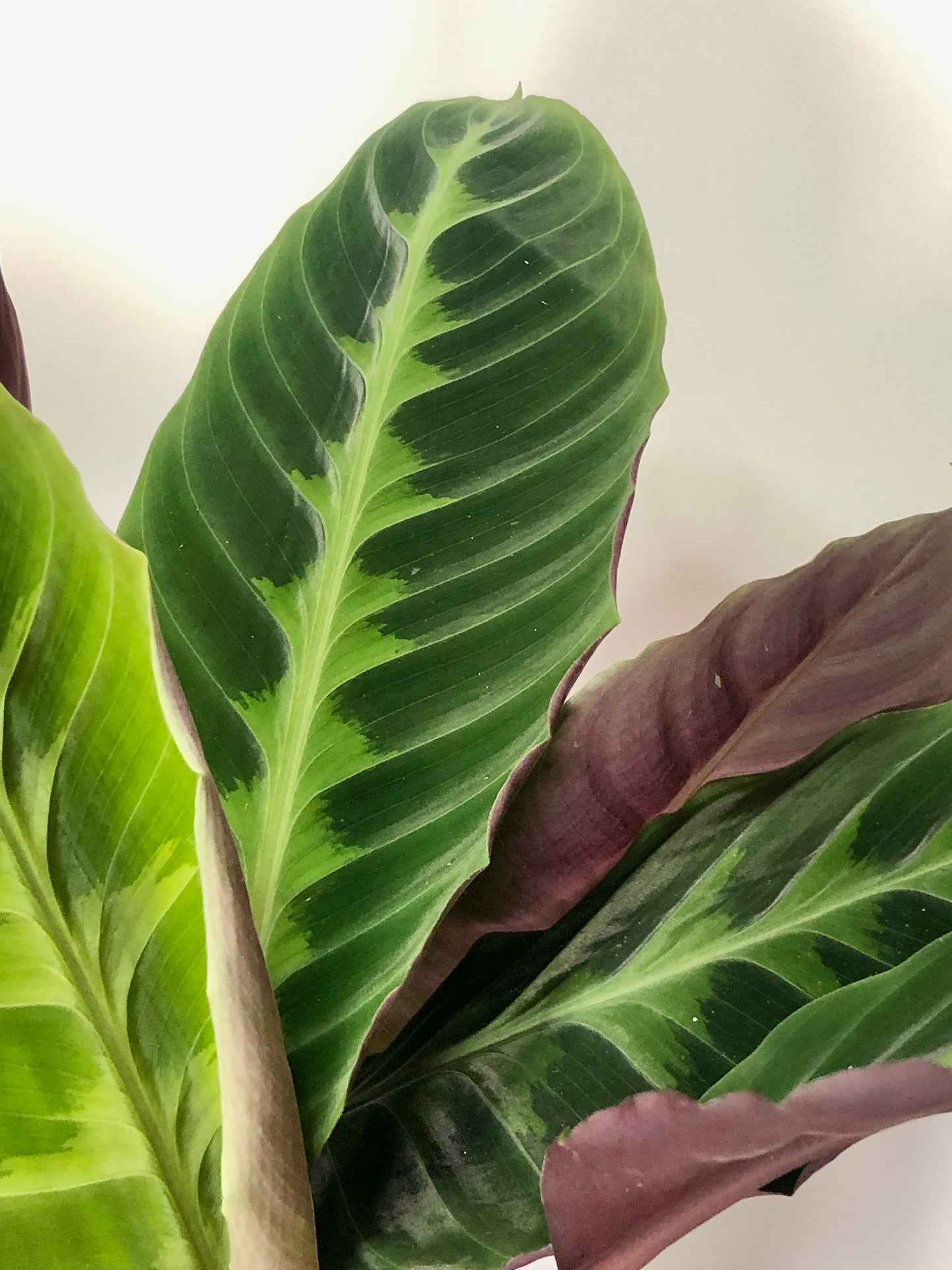 Calathea Warscewiczii - jungle velvet