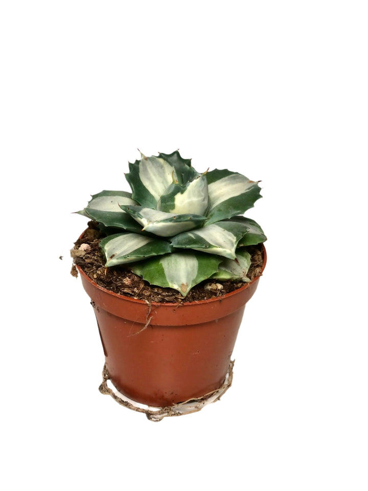 Agave potatorum ouhi-raijin variegata