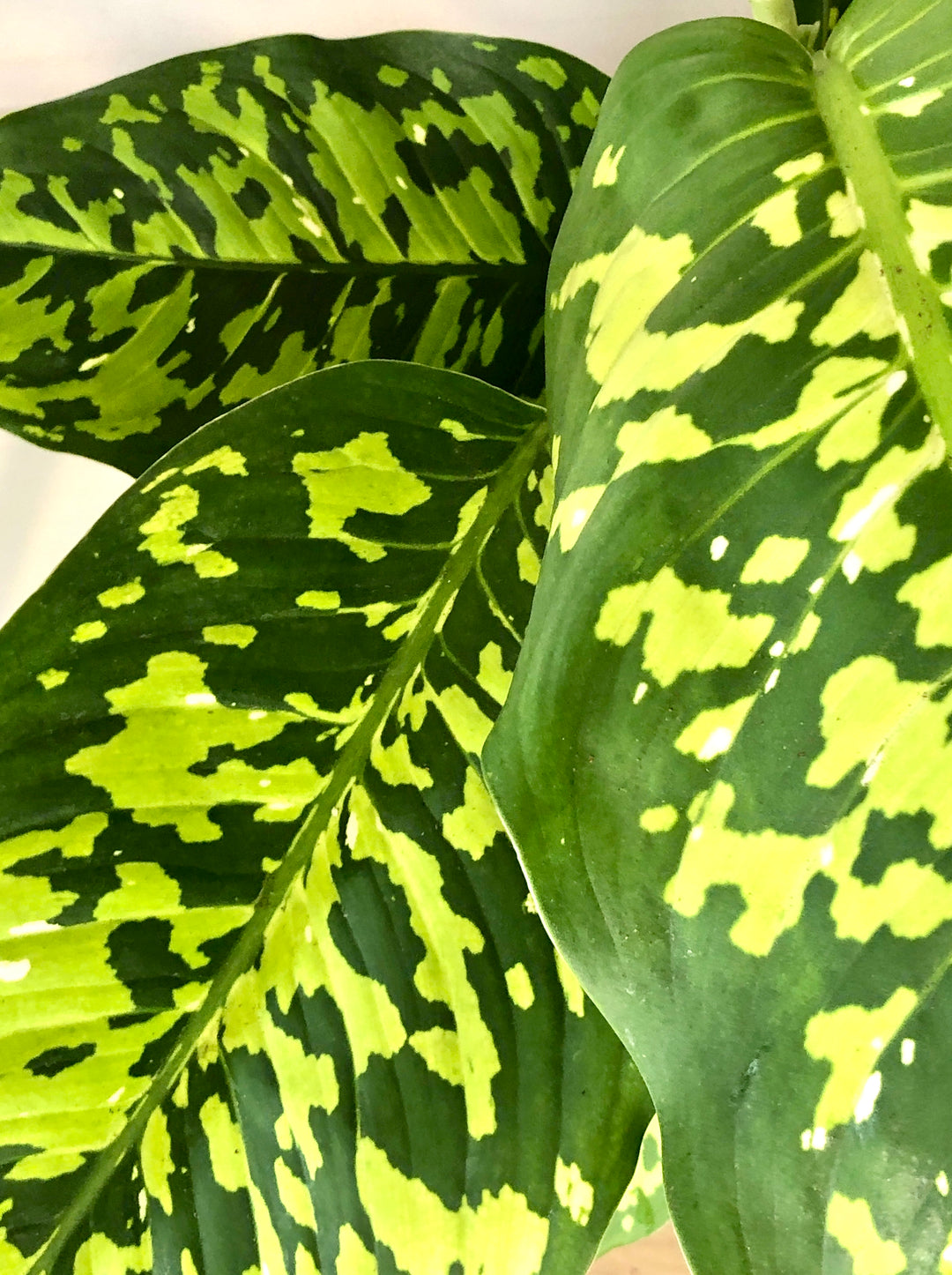 dieffenbachia cheetah Dieffenbachia Cheetah / reflector – Plant Studio